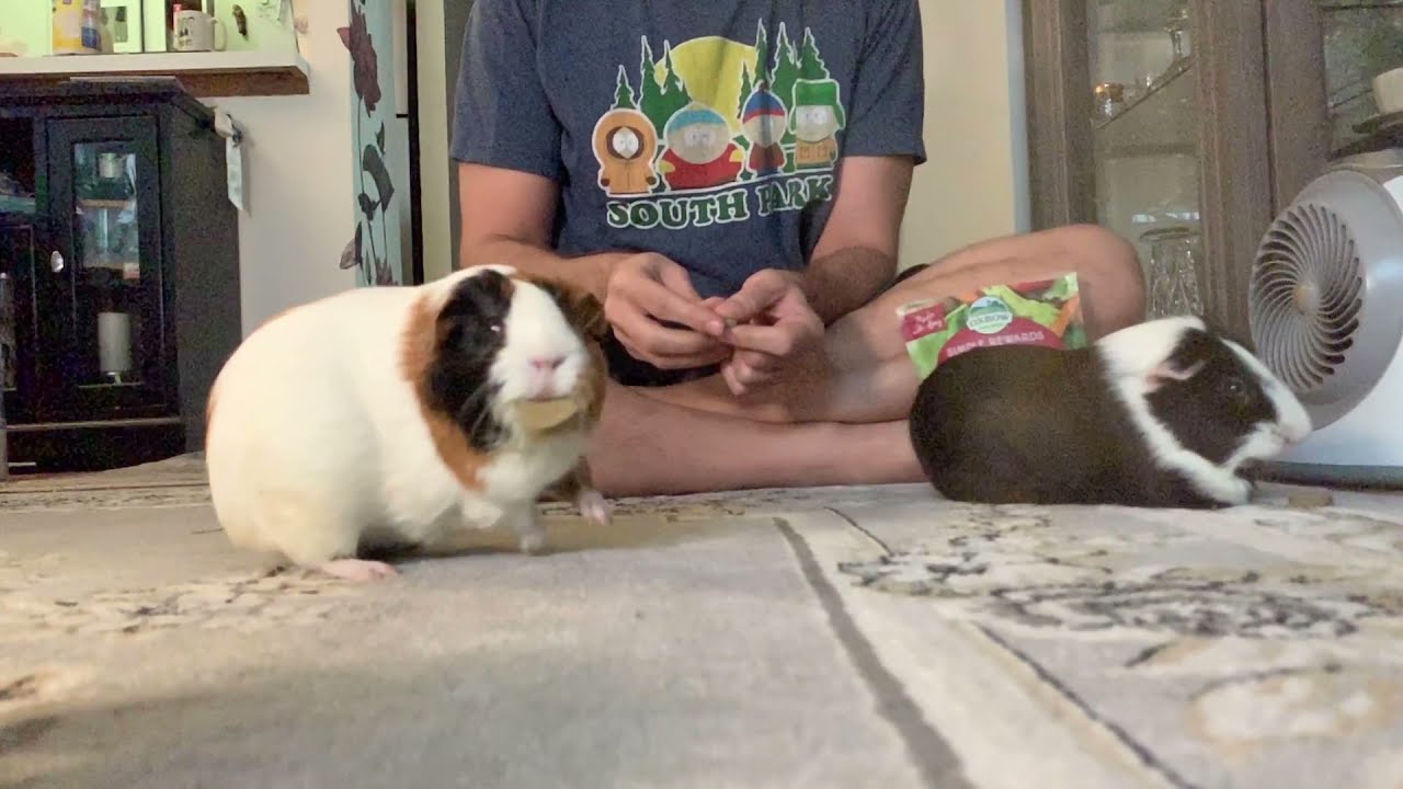 Guinea Pigs hear a bag and come for the treats