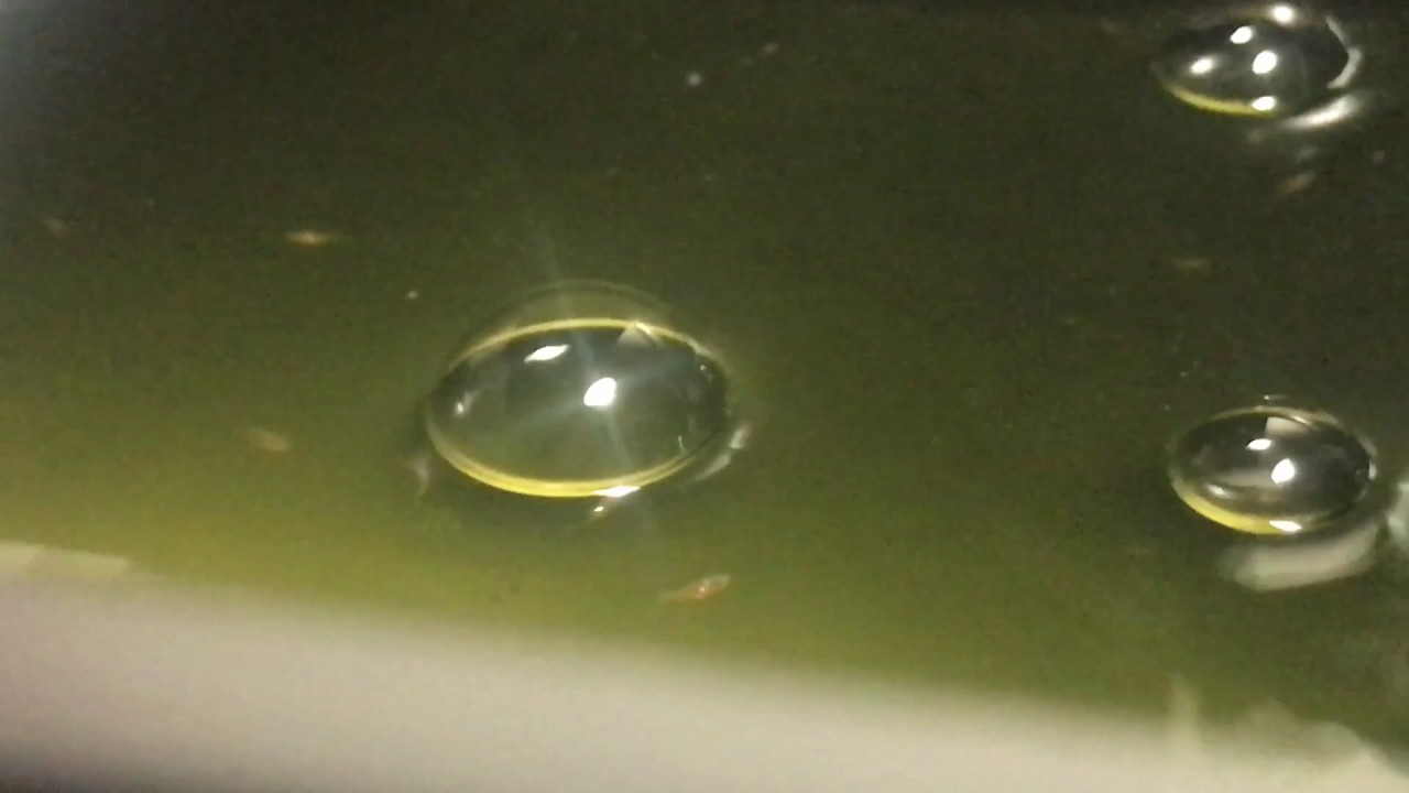 Clownfish Breeding Series - Days Post Hatch (D.P.H) 10 - 15