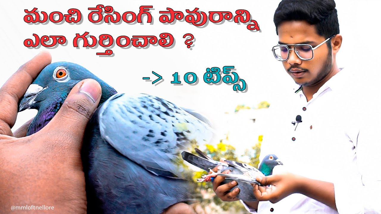 How to find a Good Racing Homer ? | 10-Tips | Pigeon Analysis
