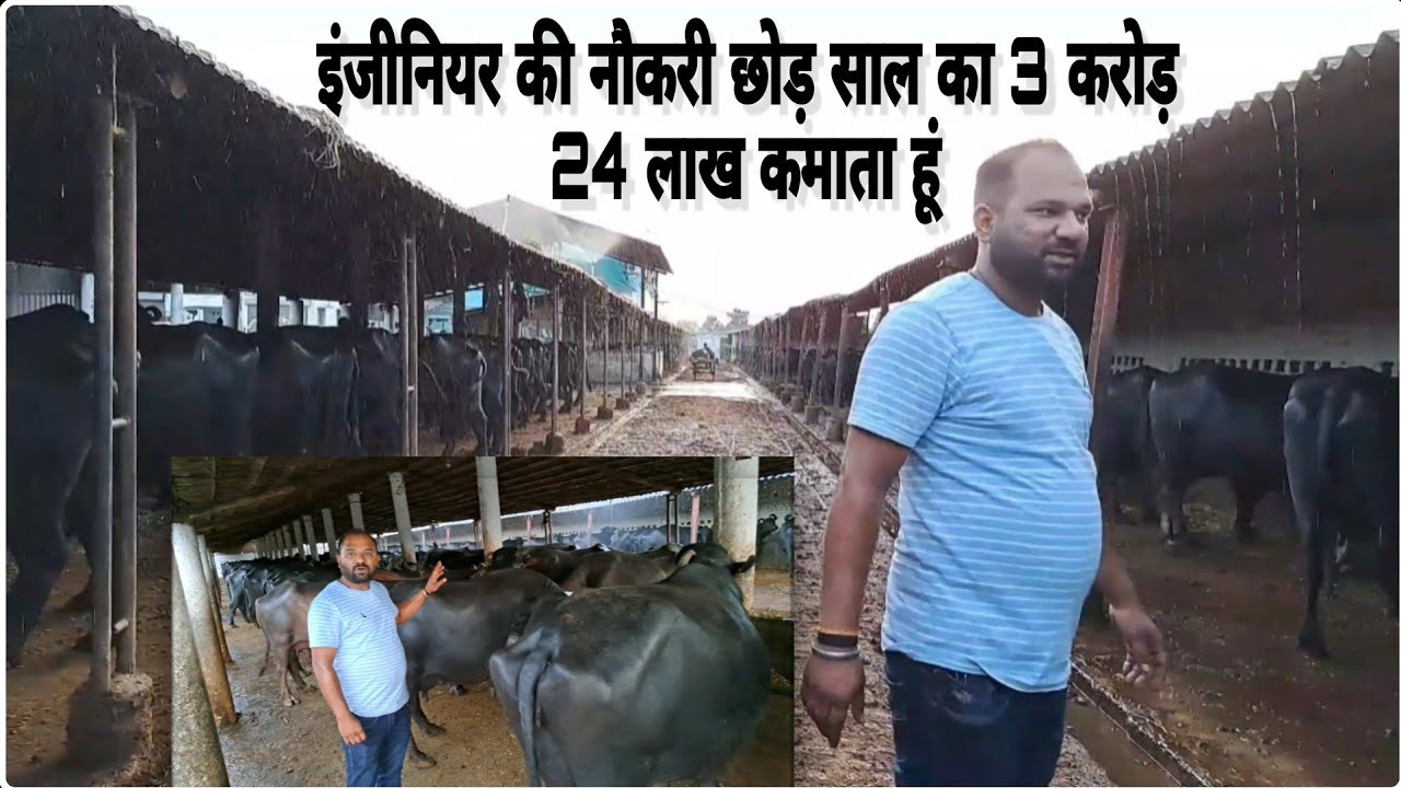 3.24 करोड़ कमाता हूं 350 पशुओं से 1500 ली. दूध बेंचकर - Biggest Buffalo Dairy Farm in Jabalpur