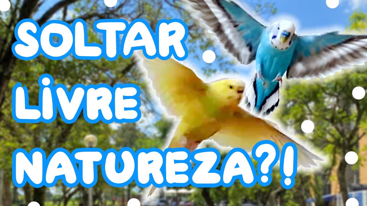 DEVEMOS SOLTAR AVES DOMÉSTICAS NA NATUREZA? | Periquitos Australianos | Batatube