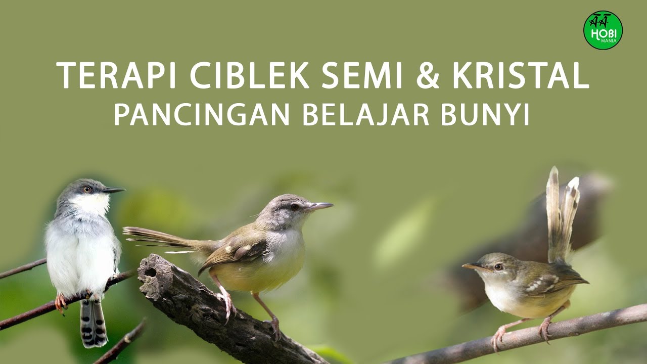 TERAPI CIBLEK SEMI dan KRISTAL, untuk ciblek belajar bunyi