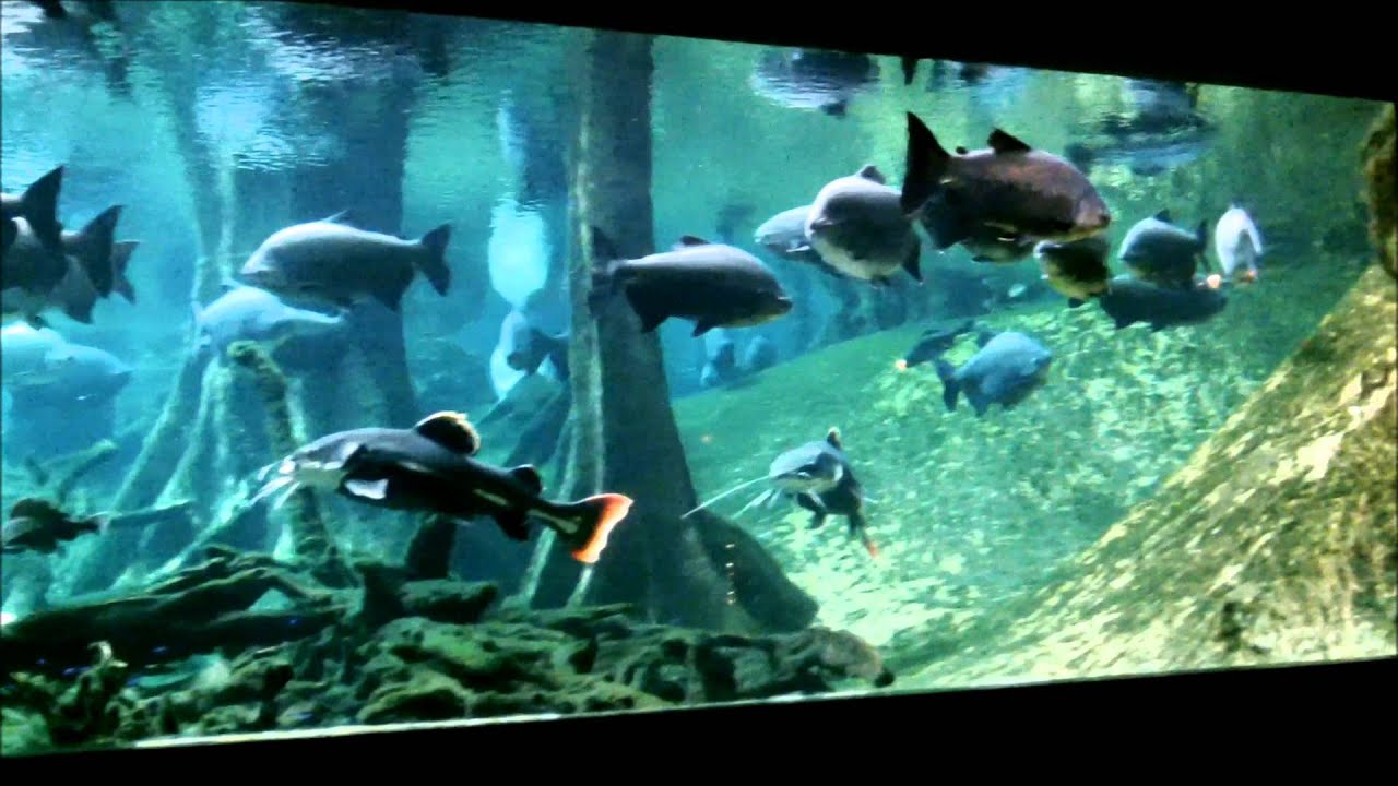 El Bosque Inundado exposici&oacute; permanent al museu de la ciencia