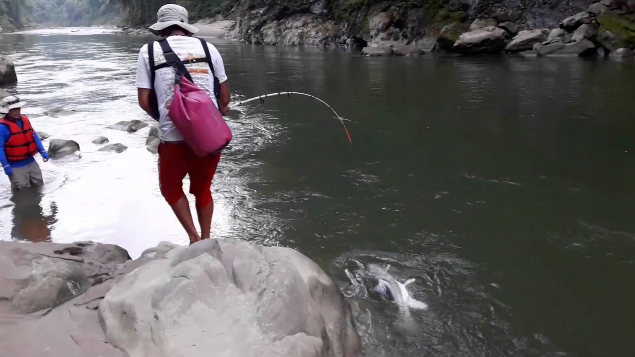 Catch & release| 20kgs Golden Mahseer| Arunachal Pradesh