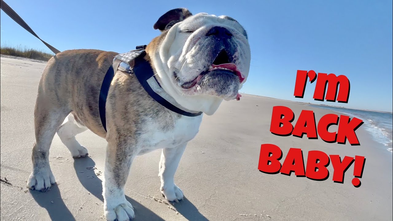 Reuben the Bulldog: The Beach Is Back