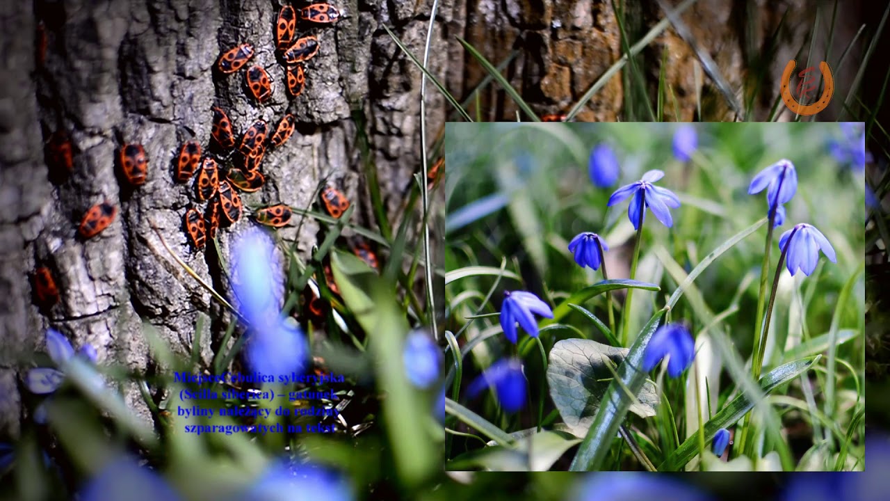 w oczekiwaniu na wiosnę 15-03-2020