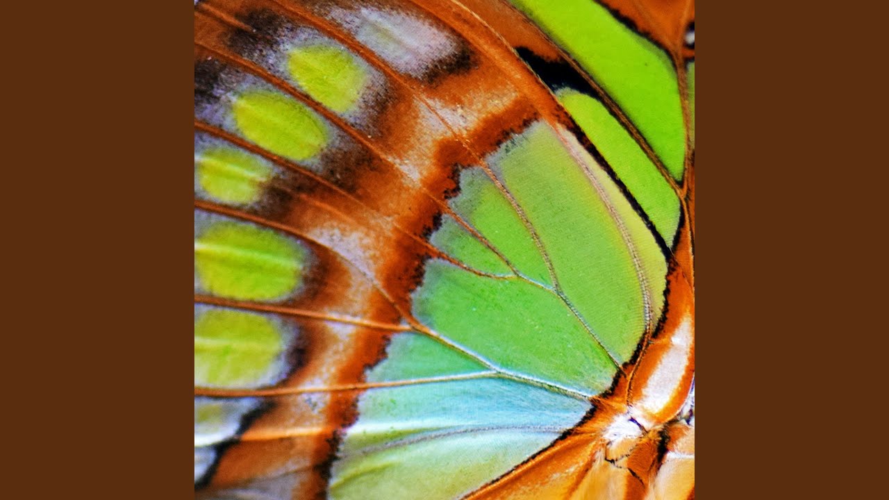 Robin Chasing Butterflies