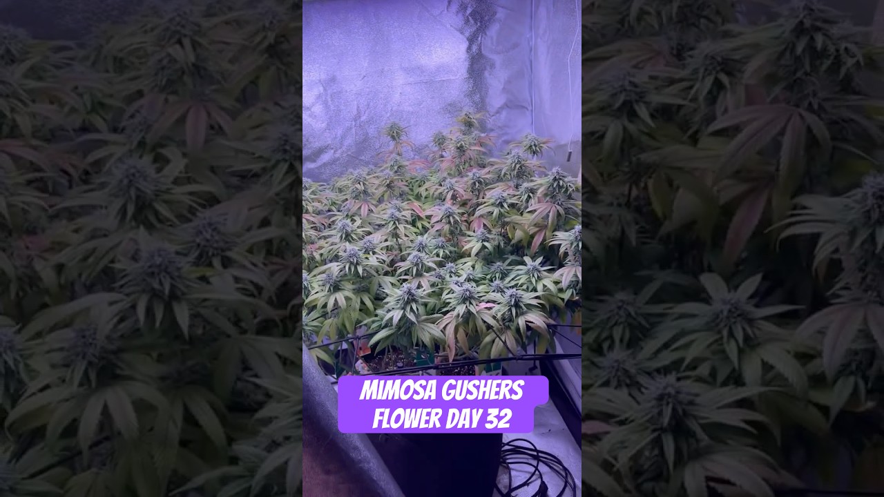 Mimosa Gushers Strain Flower Day 32 XXL LST Scrog  #420 #seedtoharvest #crazybud
