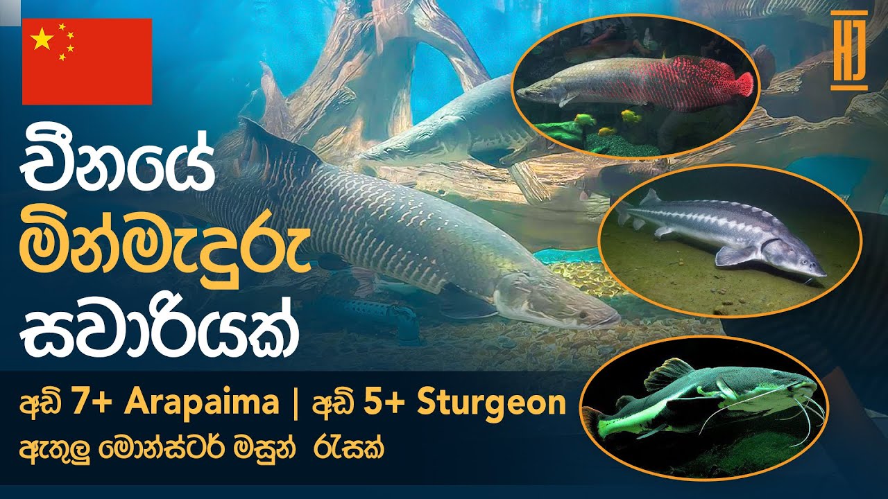 Chinese Aquarium Tour: A Fascinating Underwater Journey | Sinhala |