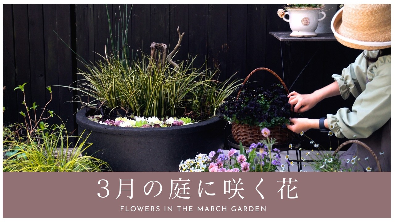 【春のガーデニング】3月の庭に咲く花｜園芸店に行けない春。今、庭にある幸せを堪能する。