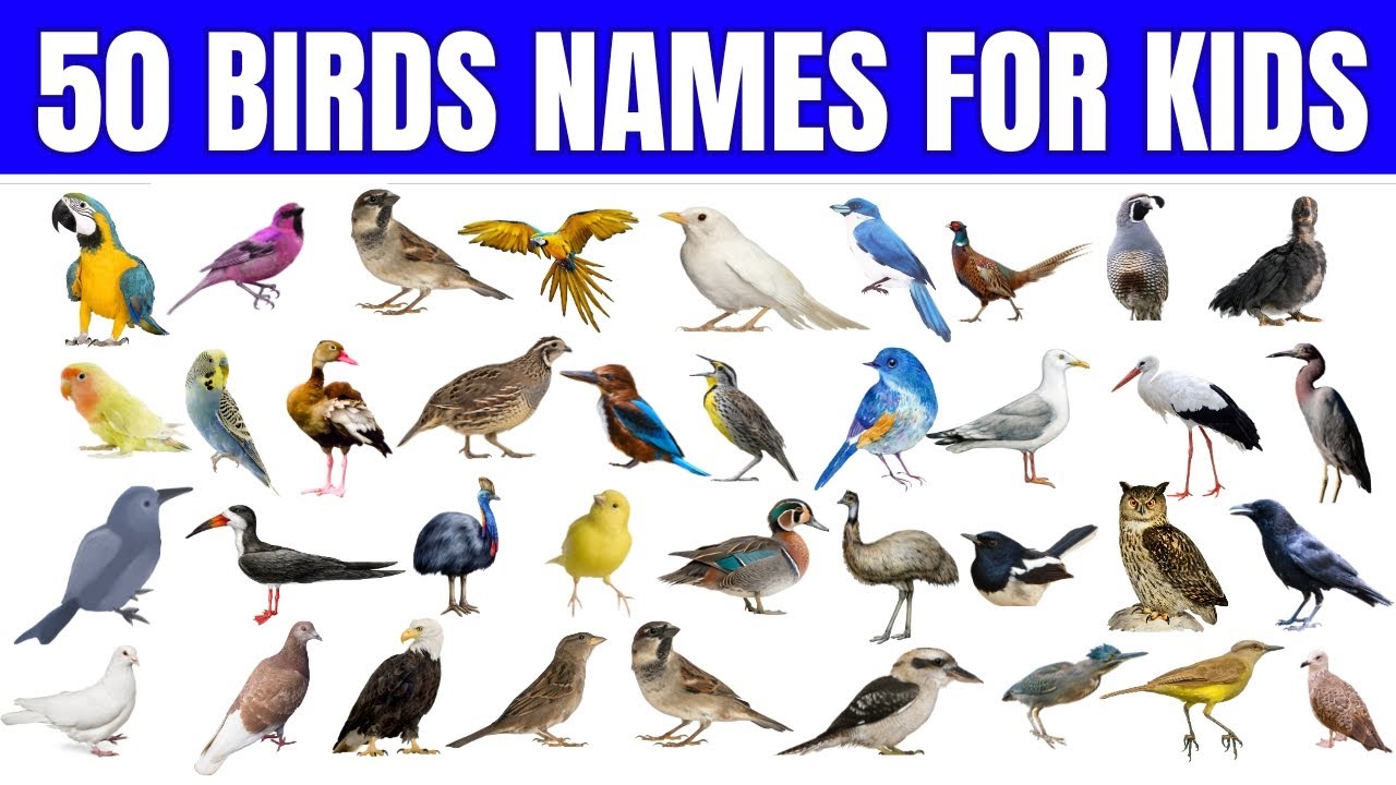 Birds Name | 50 Birds Name | Birds Vocabulary for Kids | Learn Birds Name | Birds Vocabulary 