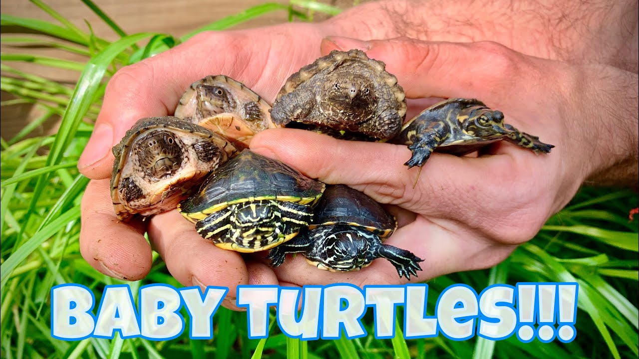 New *BABY TURTLES* video!!!