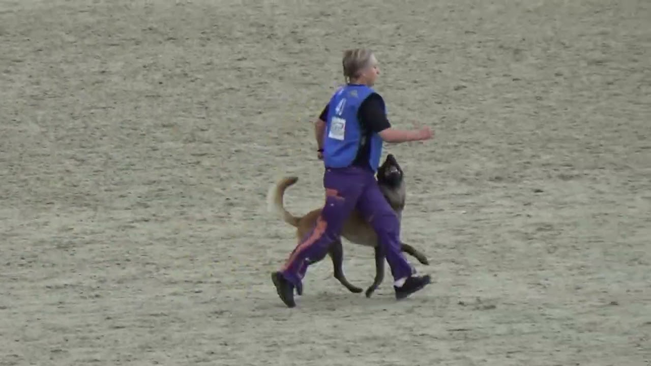 2025 Чемпионат России по FCI IGP Татьяна Патрушева и Rayman de la Vallée de Jali Малинуа В88