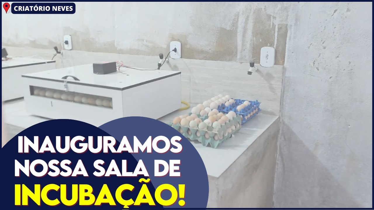 NOVIDADE CRIATÓRIO NEVES: Inauguramos nossa sala de Incubação!