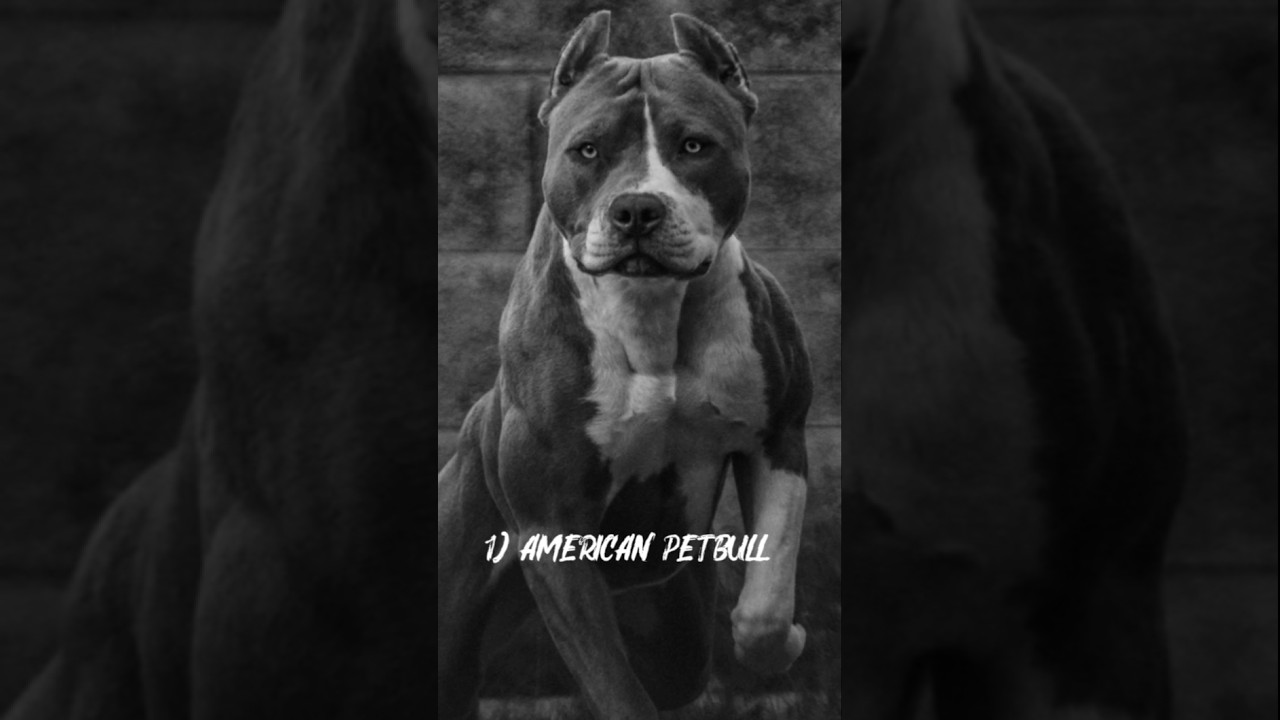 Puri-duniya ke 3 sabse khatarnak dog's 🤔😯😱