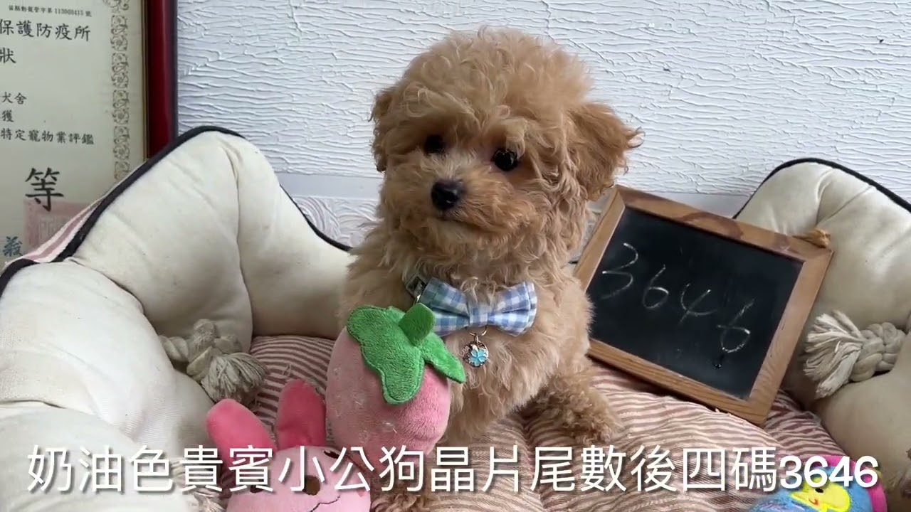 奶油色貴賓幼公3646