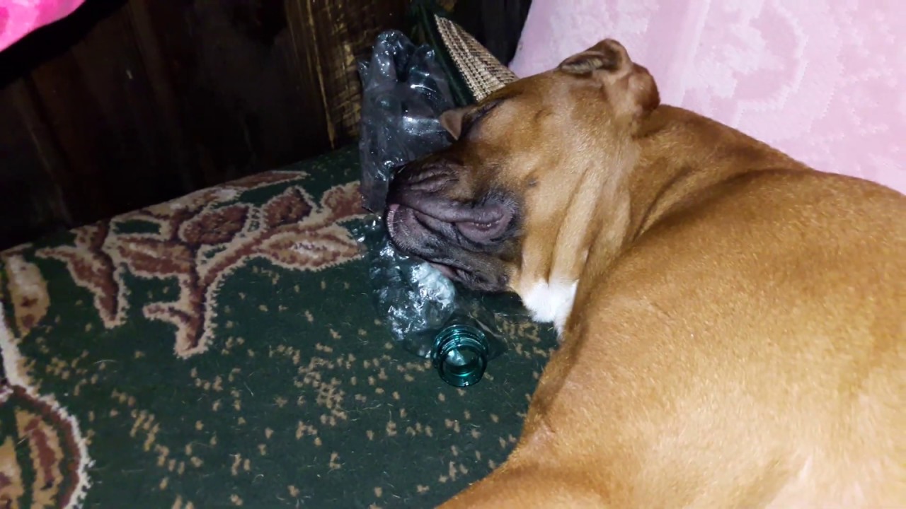 Спокойной ночи, малыши. Boxer Dogs.