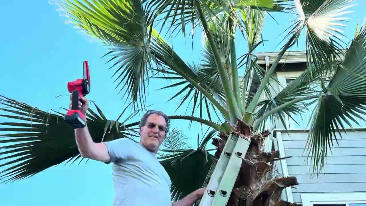 Testing the chainsaw out on my palm trees.  Mini Chainsaw Cordless, Portable Handheld Pruning Saw