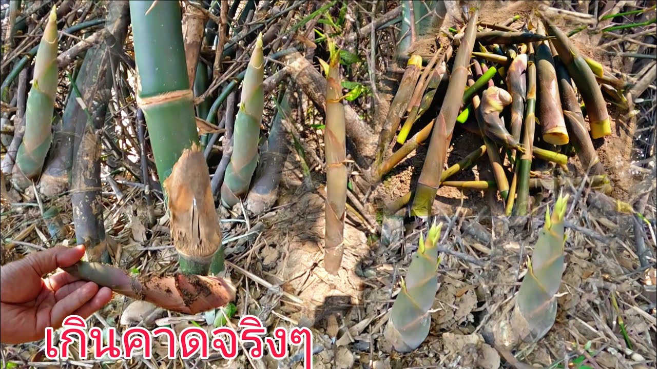 ป้าด เกินคาดจริงๆ หน่อไม้แล้ง ข้างริมห้วย เกิดเยอะมาก