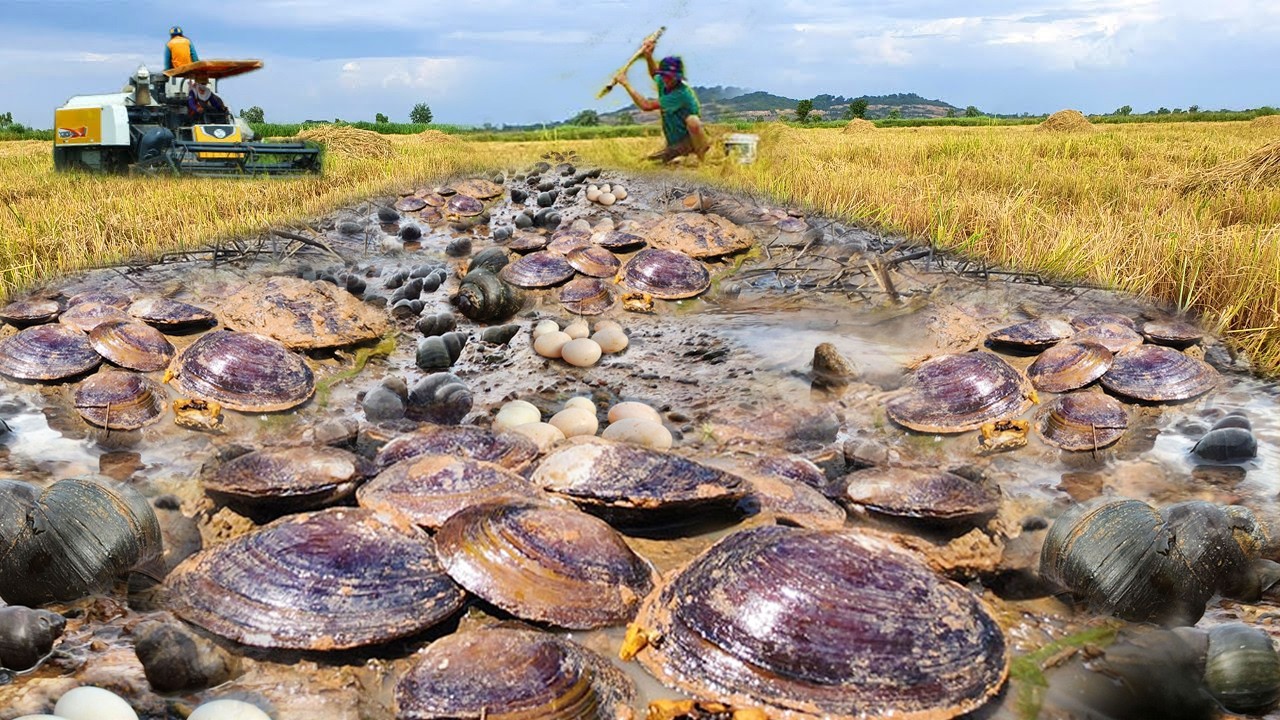 Traditional after harvest rice a fisherman find clams snails fishes for food in mud at rice field
