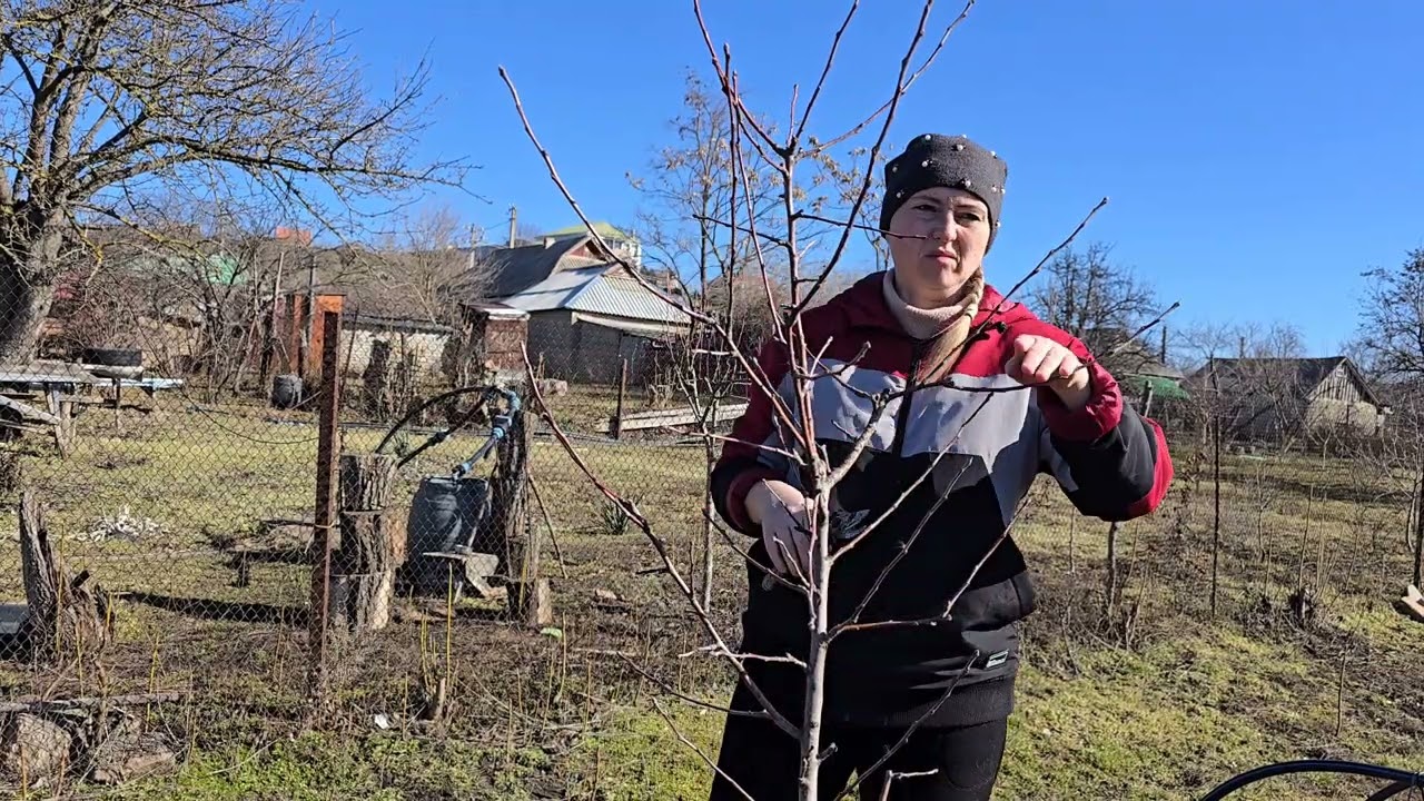 Кажется так просто...Но не тут то было! Обрезка деревьев ранней весной