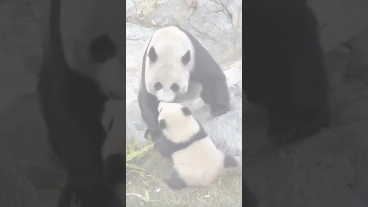 Panda Hugs and Squishes! 🐼🤗 #Pandas #CutePandas #ViralAnimal #SquishyPanda #PandaHug #PandaShorts