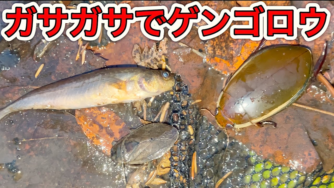 ガサガサで激レア水生昆虫を採ってしまいました。