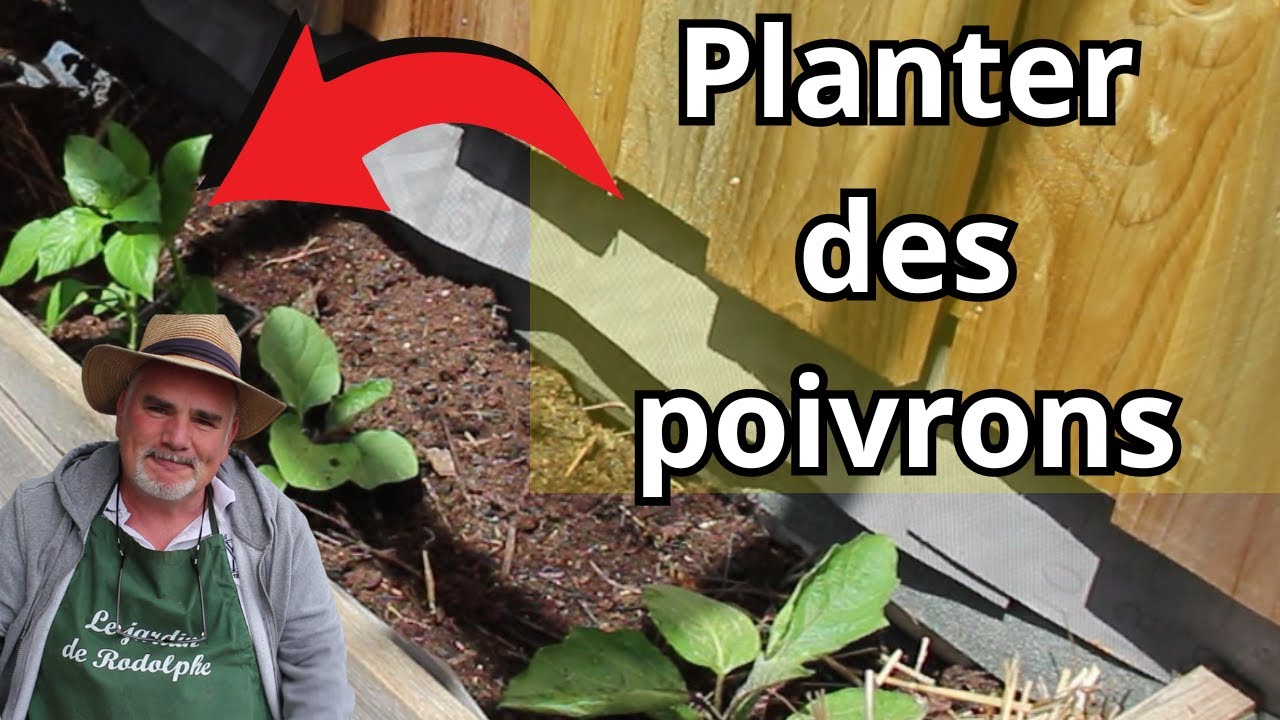 comment planter les poivrons