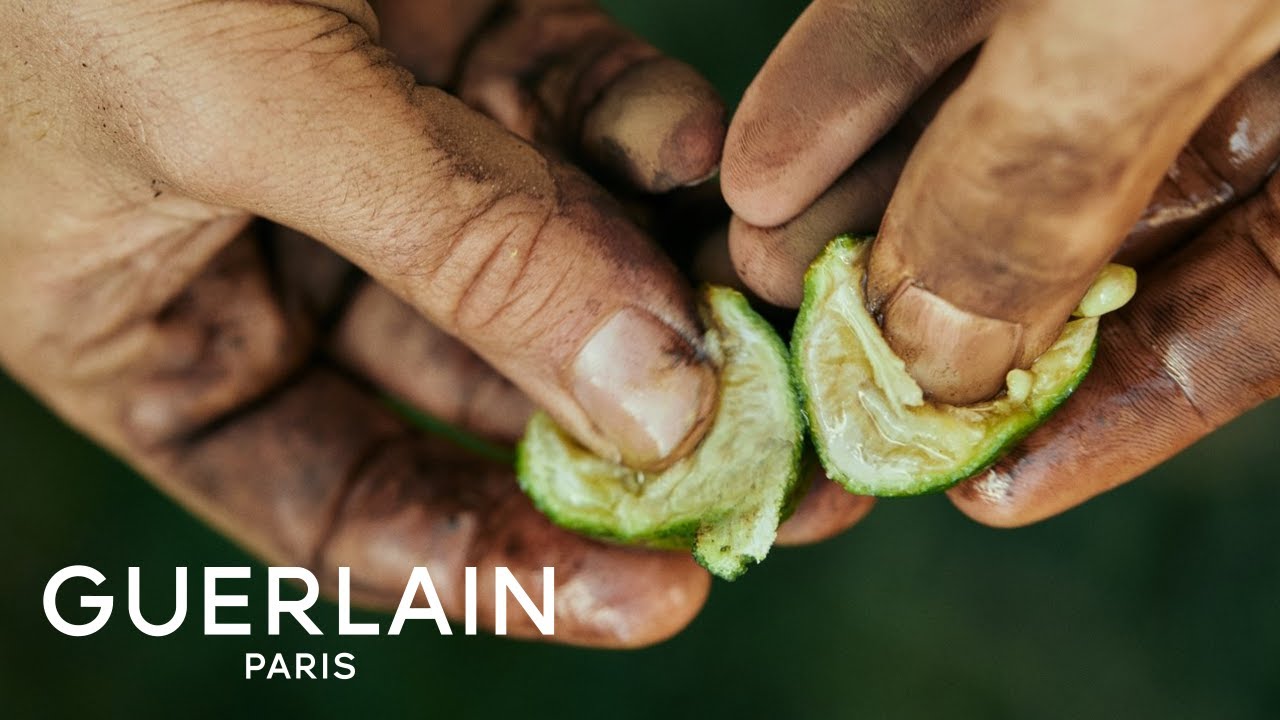 Mandarine Basilic Harvest: Episode 3 - Creating the Fragrance | GUERLAIN