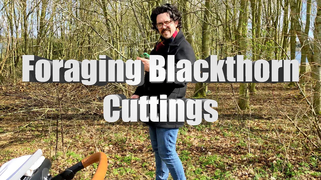 Lion Brew | Foraging Blackthorn Cuttings | Sloe Berry Tree