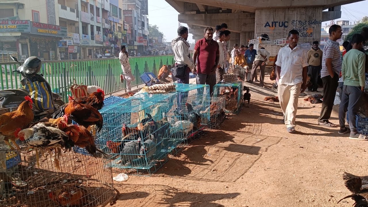 Shamshabad Thursday pets and bird market Hyderabad Telangana 18/12/2025