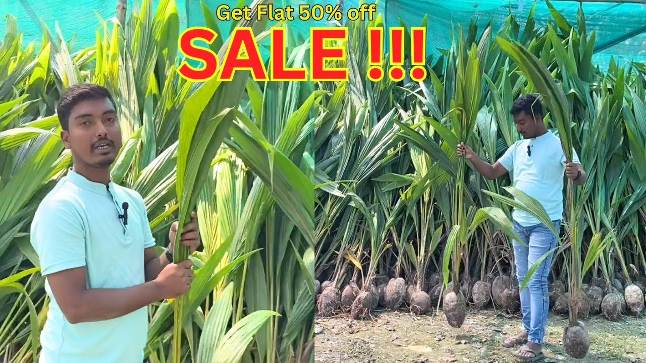 Coconut Plant Price Rs-100/-  | Hybrid/Desi Coconut Plant Available In Our Nursery | Limited Stock |