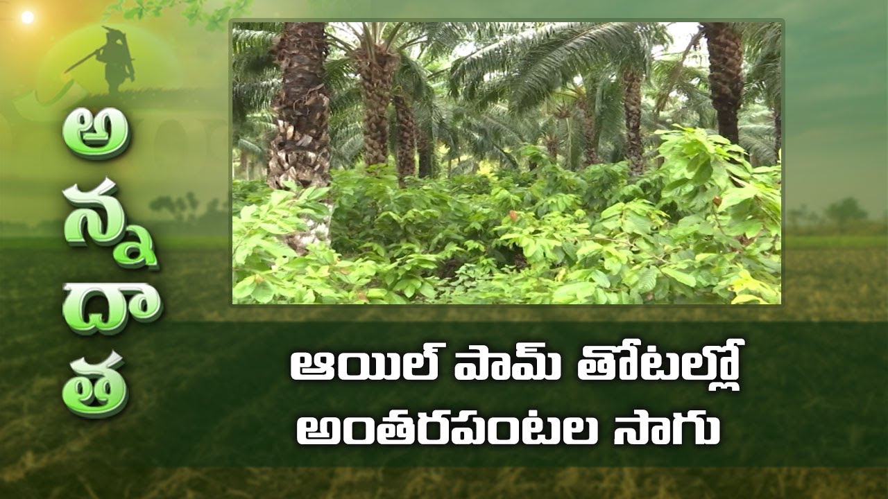 Intercrops in Oil Palm Gardens