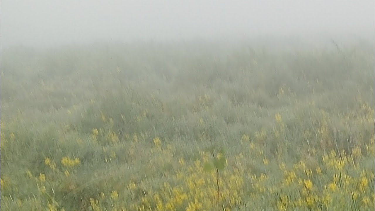সকালের সরিষার কুয়াশায় ঢাকা