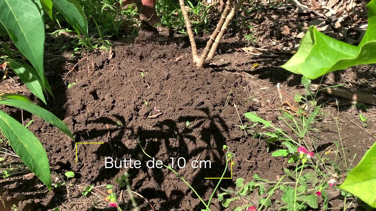 Episode 08: Le manioc