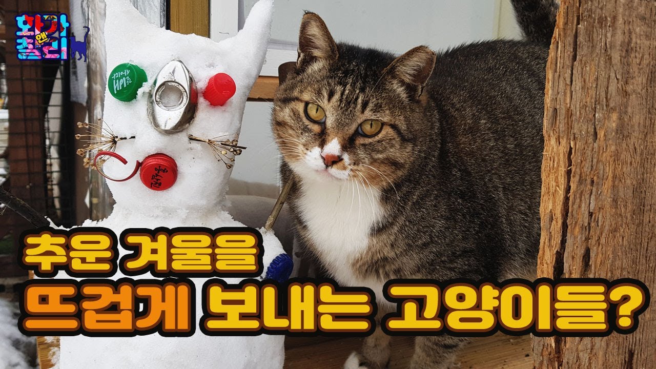 추운 겨울을 뜨겁게 보내는 고양이들? 혼자가 아니어서 다행이다.