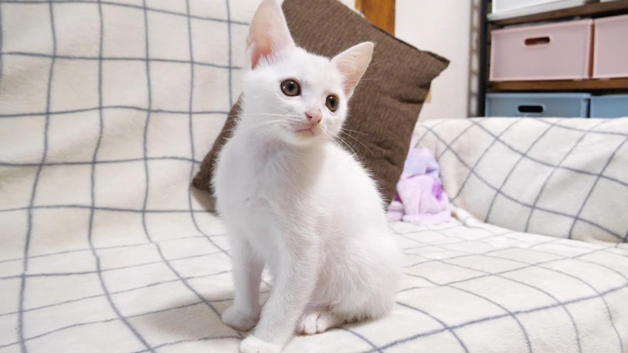 Превращение из хора Мяу-Мяу в буйного котенка