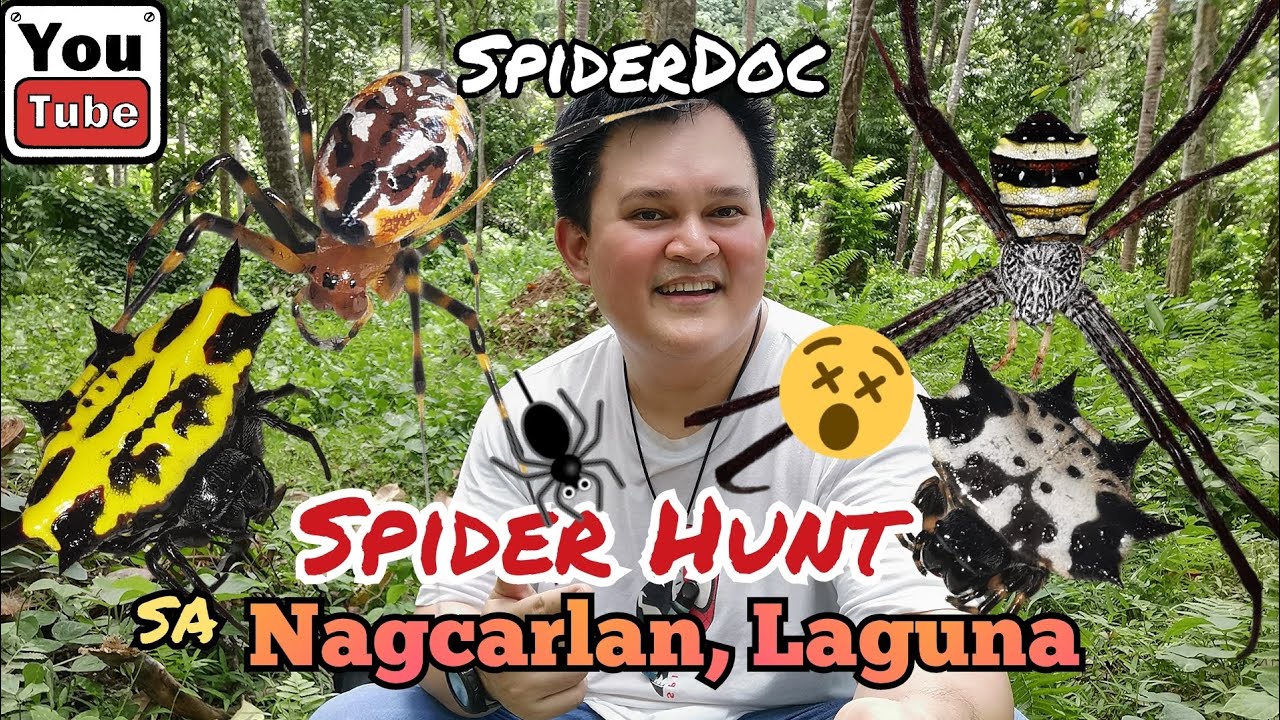 NAGCARLAN LAGUNA SPIDER HUNT. Mga Species ng Gagamba sa Nagcarlan Laguna. Gagambang Ekis Galore.
