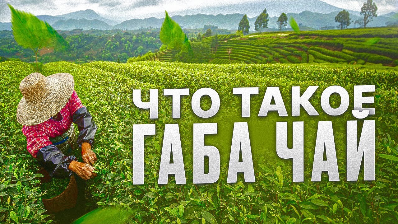 Что такое габа чаи | секрет спокойного вечера | габа улуны | чаёк