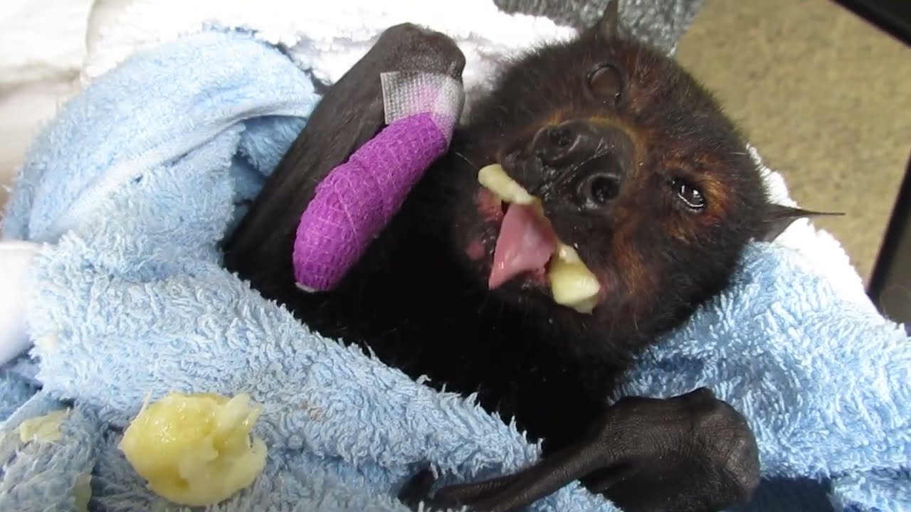Gummy Bear Lex Enjoys A Banana After Rescue From A Fence