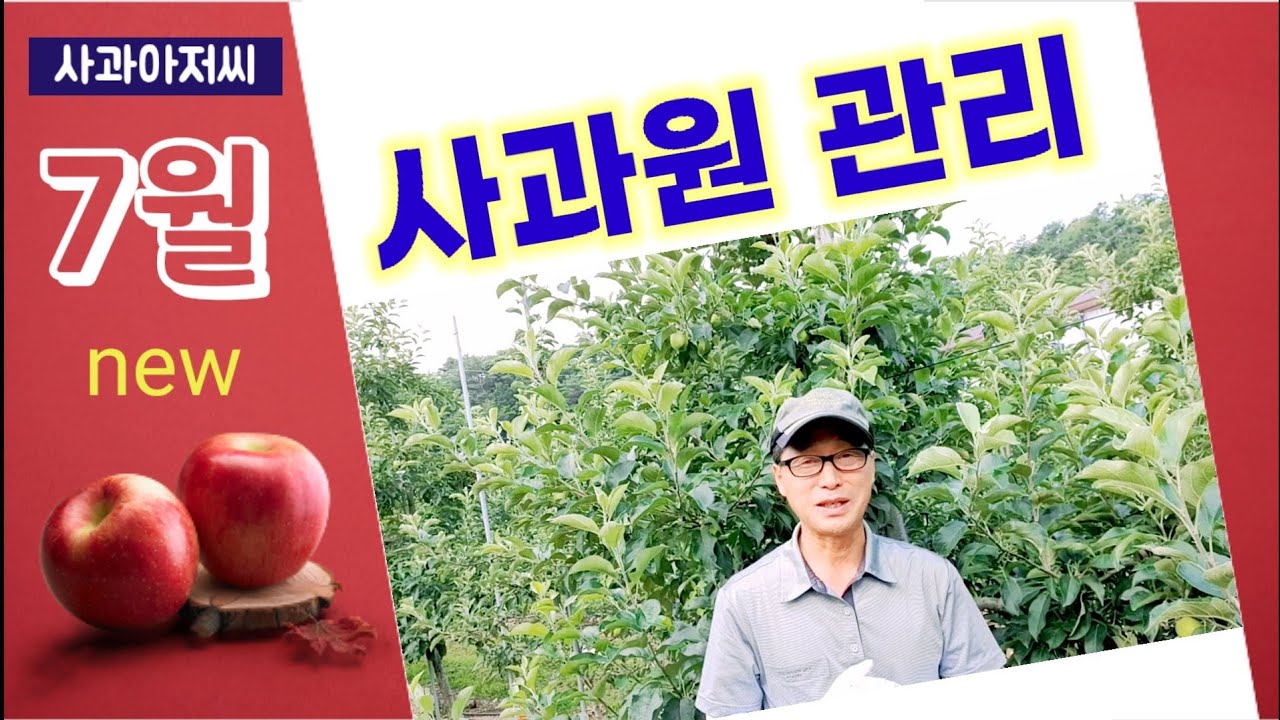 7월 사과원에서 해야 할 일 7가지ㅣ칼슘 엽면시비, 탄산칼슘 살포, 방제(살균제) 7월의 과수원 관리