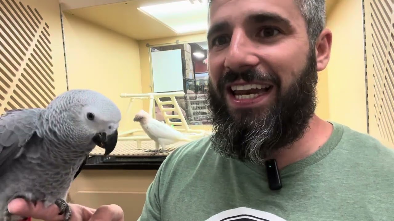 Learn About the Congo African Grey!