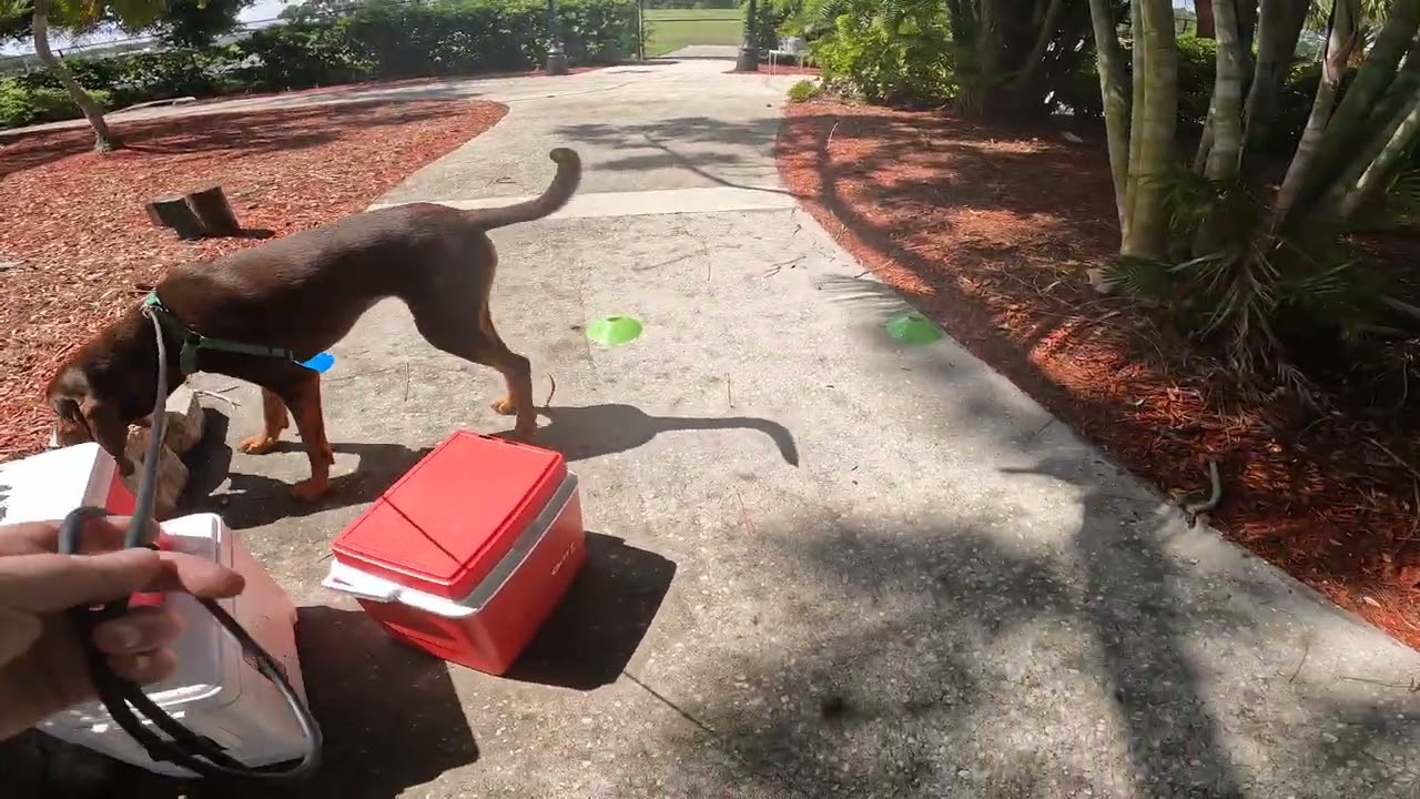 AKC Advanced Exterior Search - Qualifying - June 2025