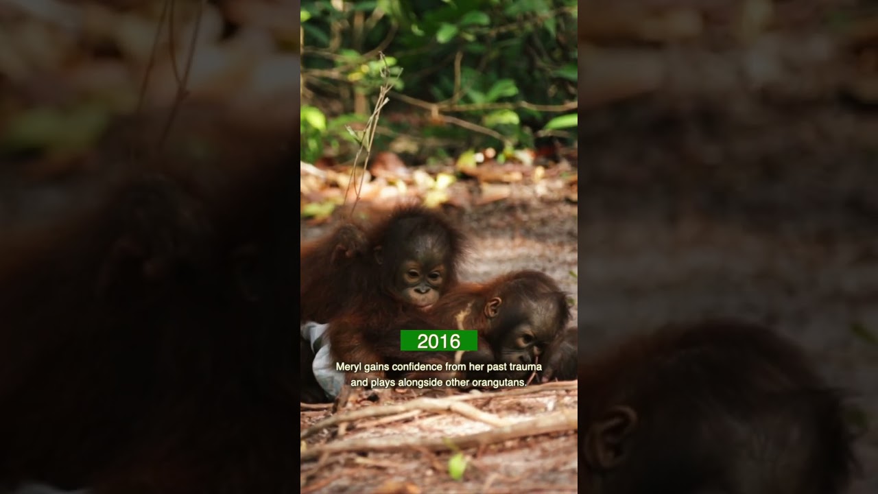 Cute orangutan orphan!