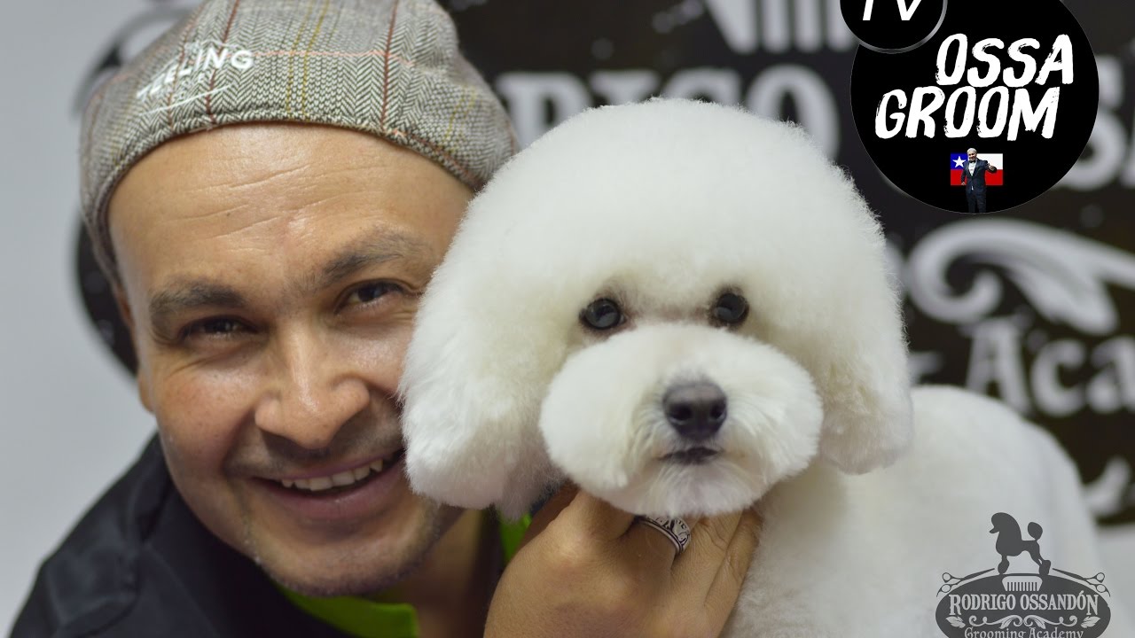 ESTILO ORIENTAL - PELUQUERÍA CANINA