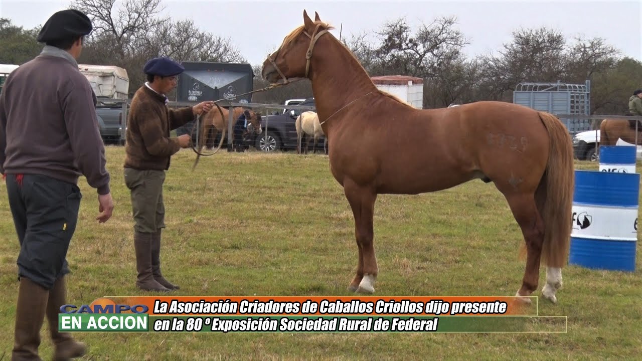 Asociación Criadores de Caballos Criollos Presente en la Rural de Federal - Guillermo Manfredini