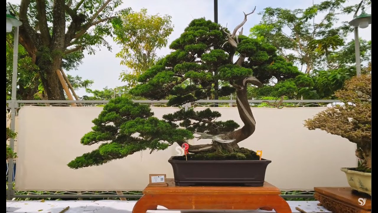 Kontes - Pameran Bonsai & Suiseki Nasional (PAMNAS) Bandung 