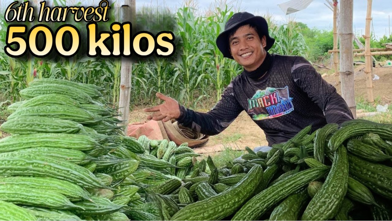 NA-WOW MALI SA HARVEST NGAYON