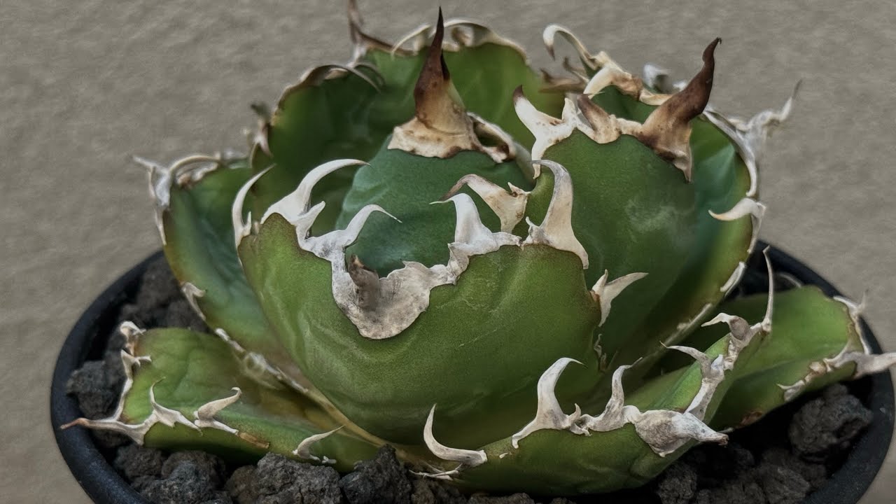 20251004 アガベ・チタノタ白鯨（厳選コンパクト）-039｜agave titanota white whale