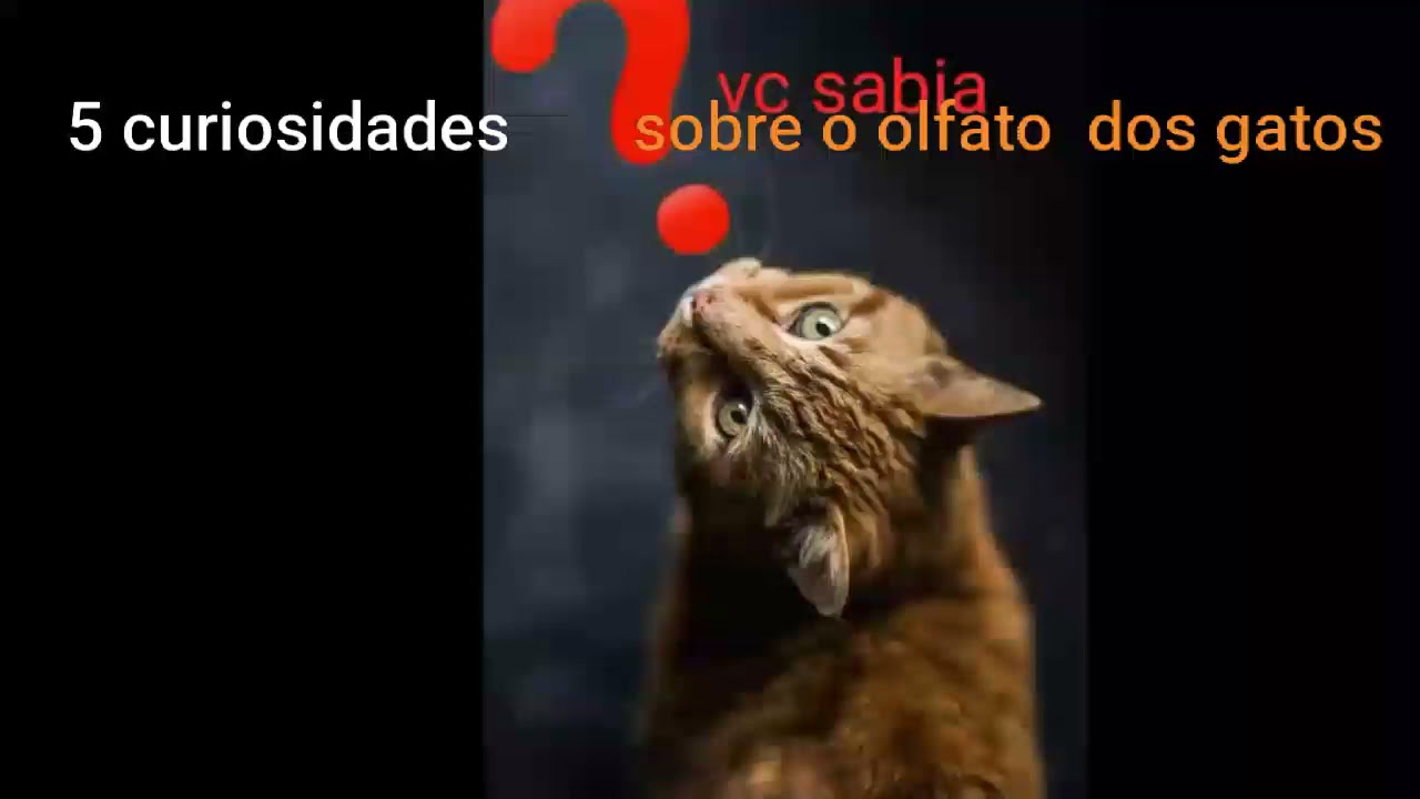 curiosidades sobre o olfato dos gatos